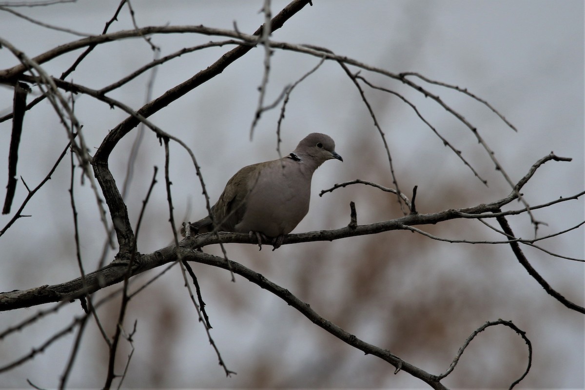 Eurasian Collared-Dove - ML82213791