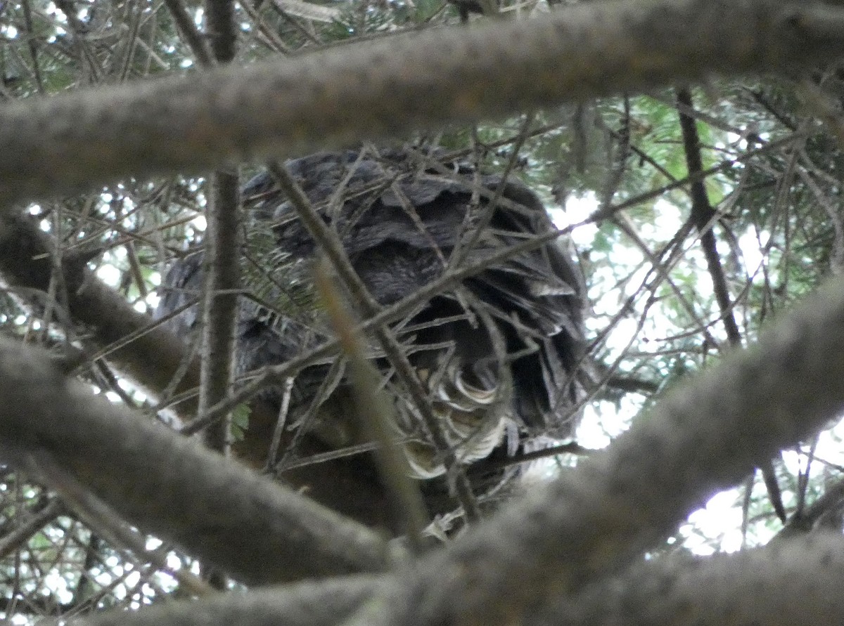 Great Horned Owl - ML82215221