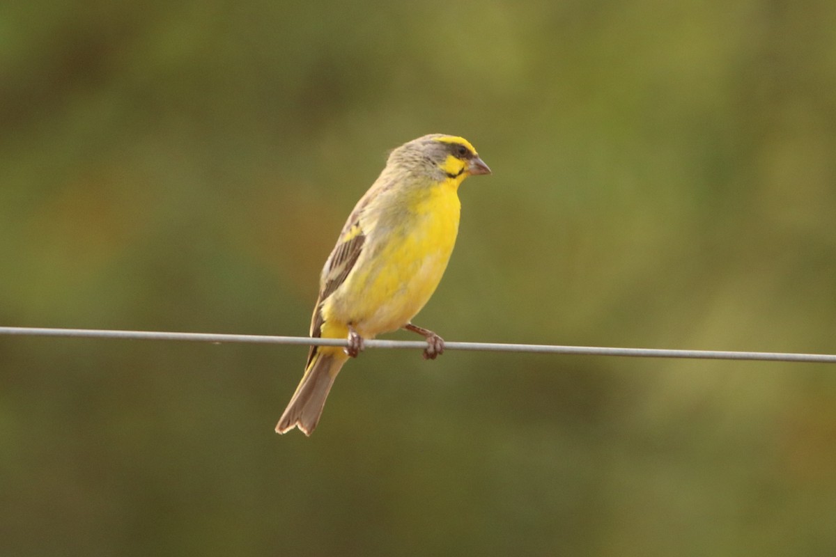 Yellow-fronted Canary - Bez Bezuidenhout