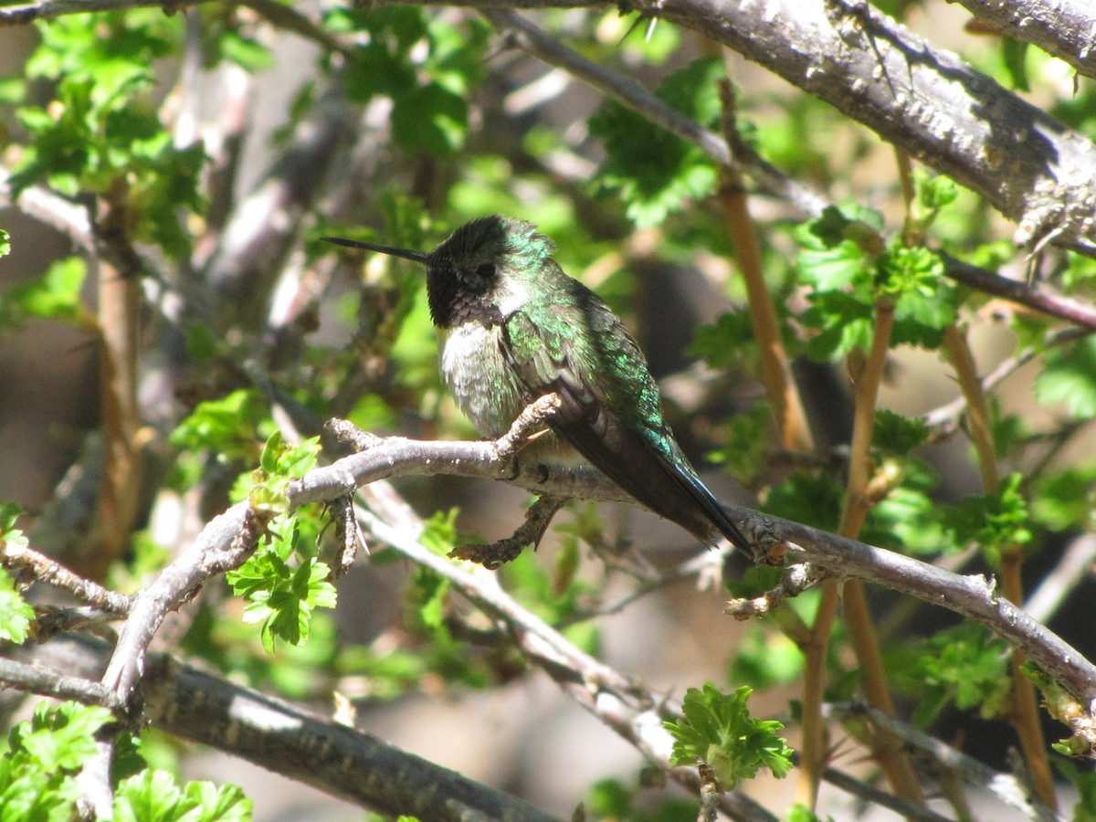 Broad-tailed Hummingbird - Michael Butler