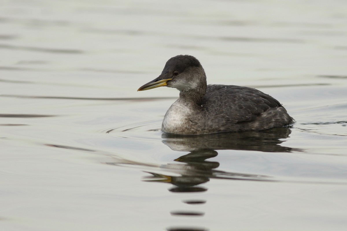 Red-necked Grebe - ML82221671