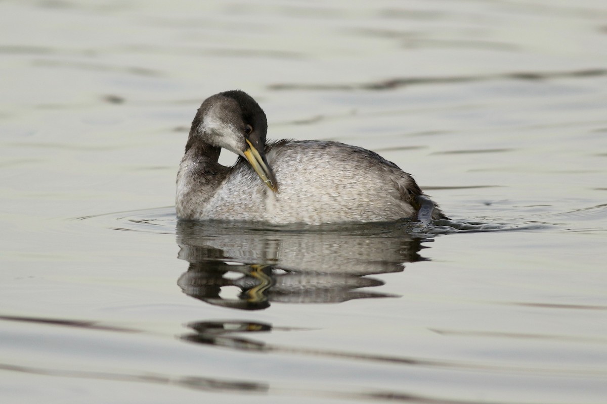 Red-necked Grebe - ML82221681