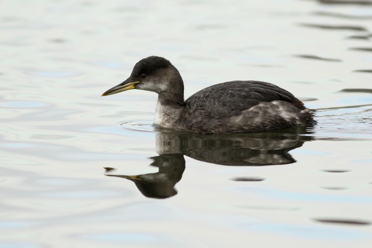 Red-necked Grebe - ML82221691