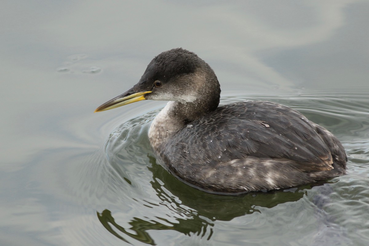 Red-necked Grebe - ML82221701