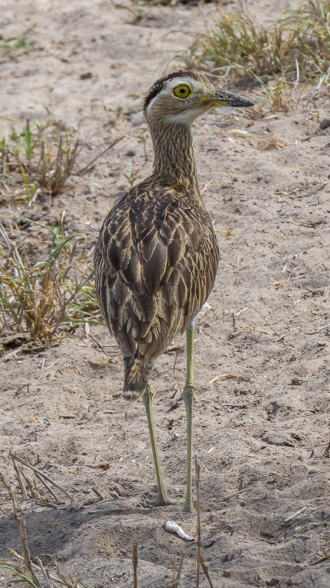 Double-striped Thick-knee - ML82221821