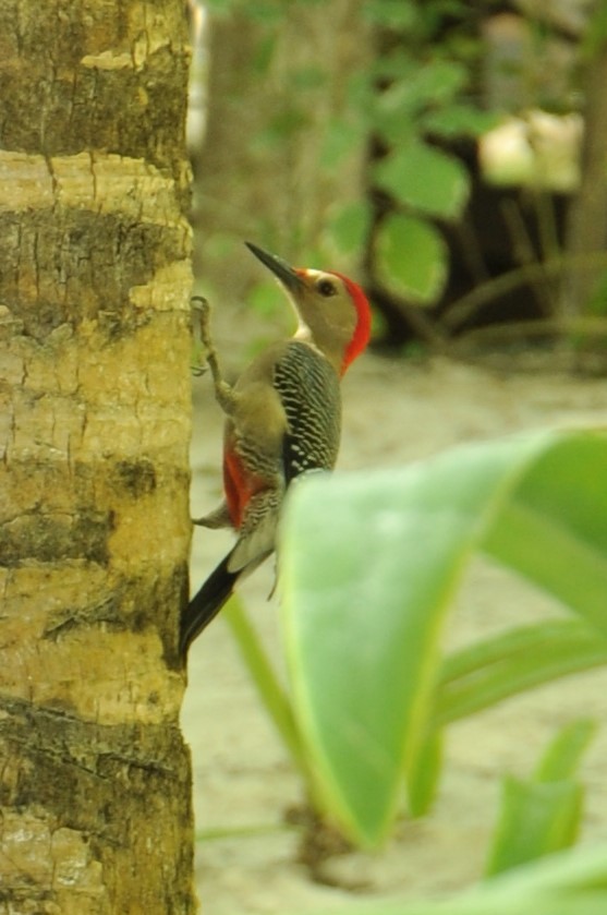 Golden-fronted Woodpecker - Suchithra Prabhu