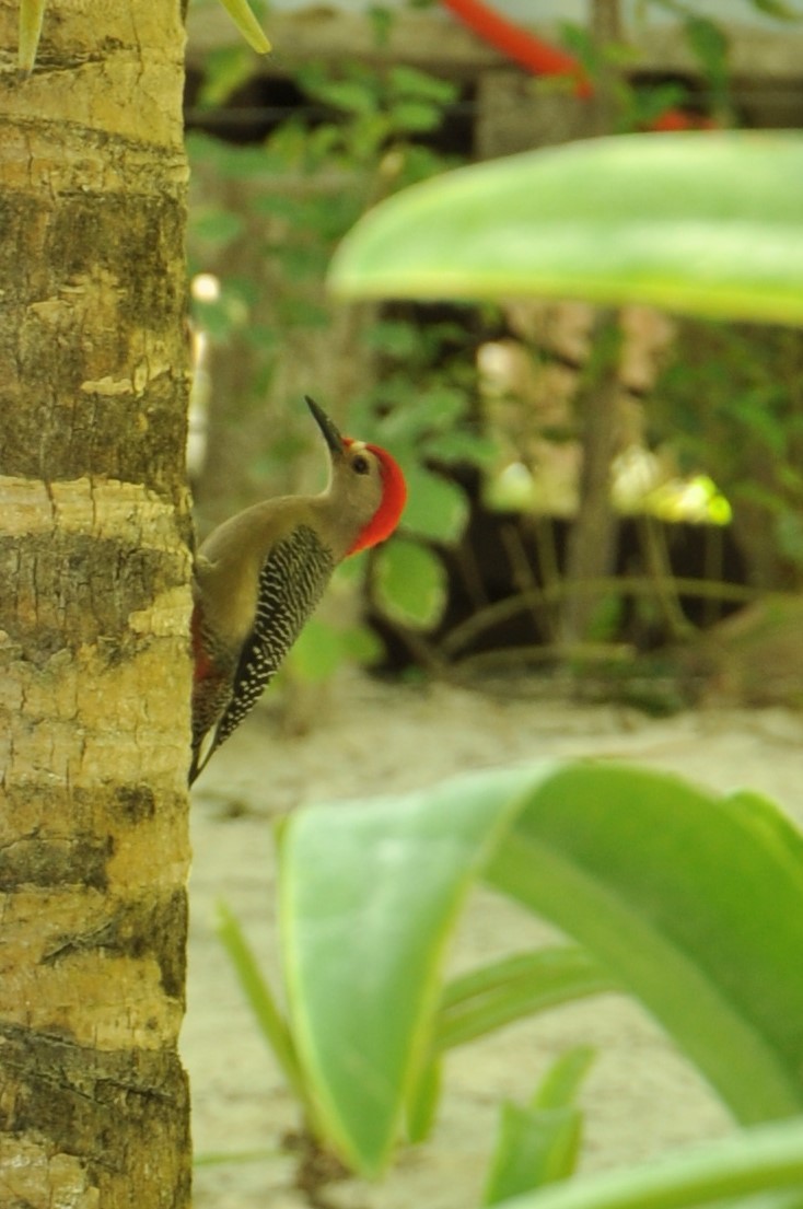 Golden-fronted Woodpecker - ML82224511