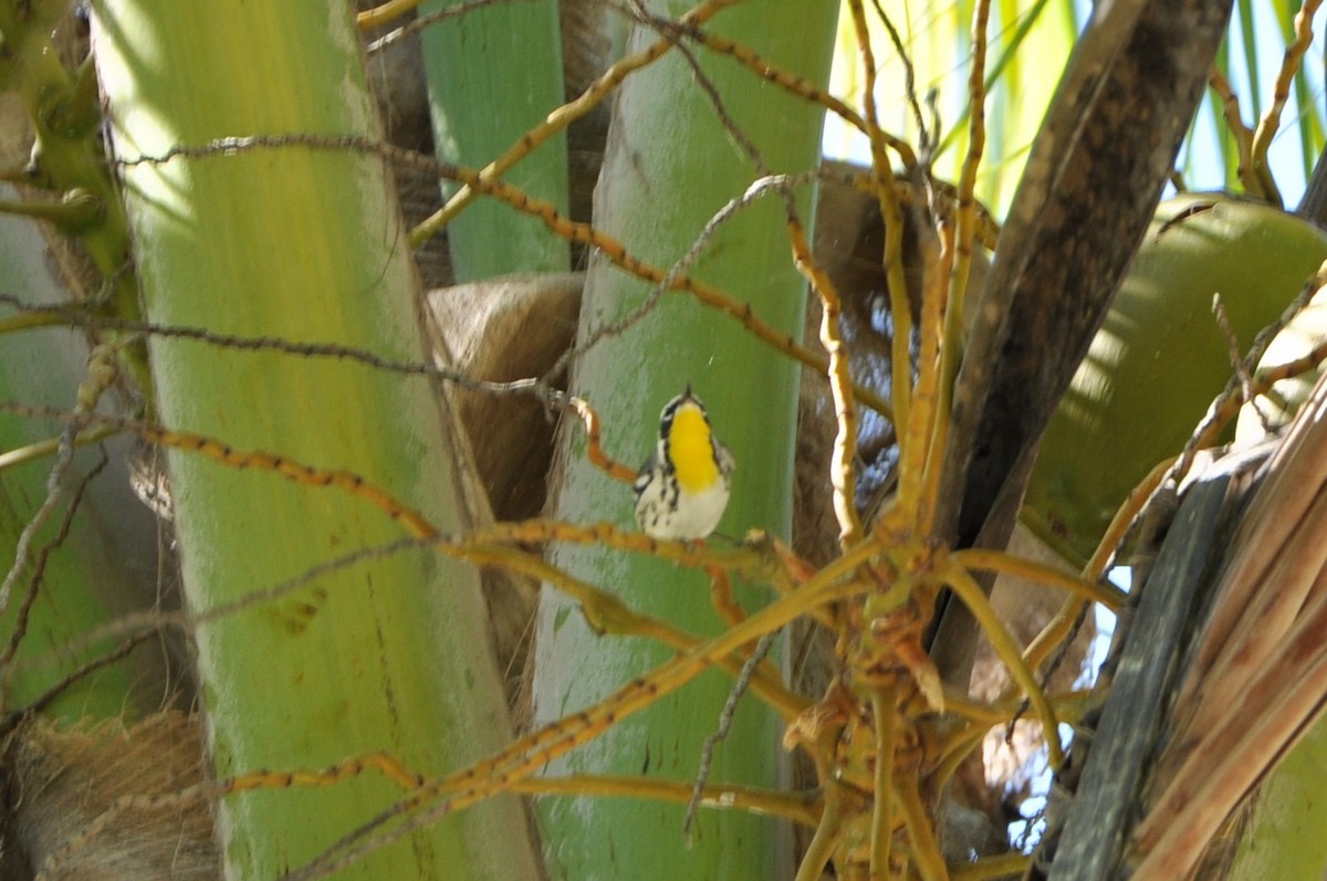 Yellow-throated Warbler - ML82224621