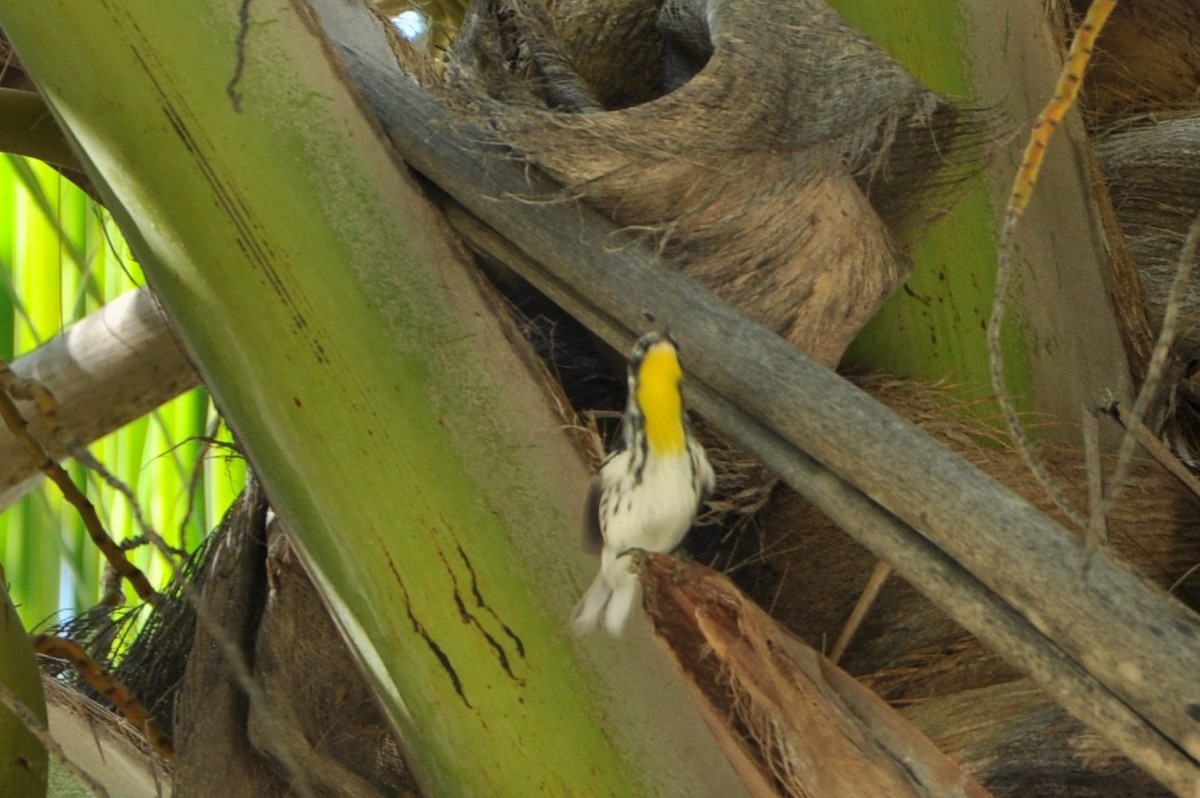 Yellow-throated Warbler - ML82224631