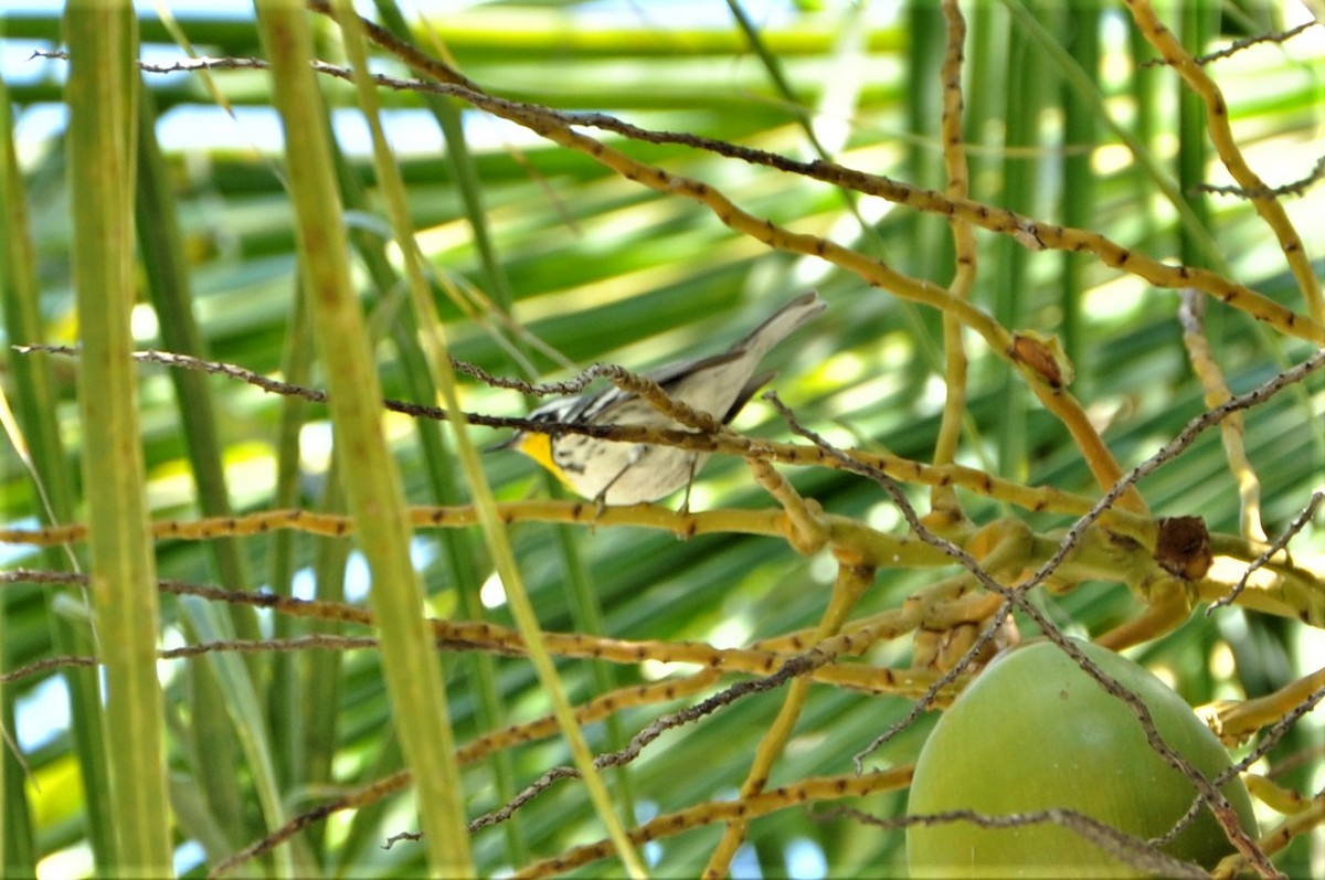 Yellow-throated Warbler - Suchithra Prabhu