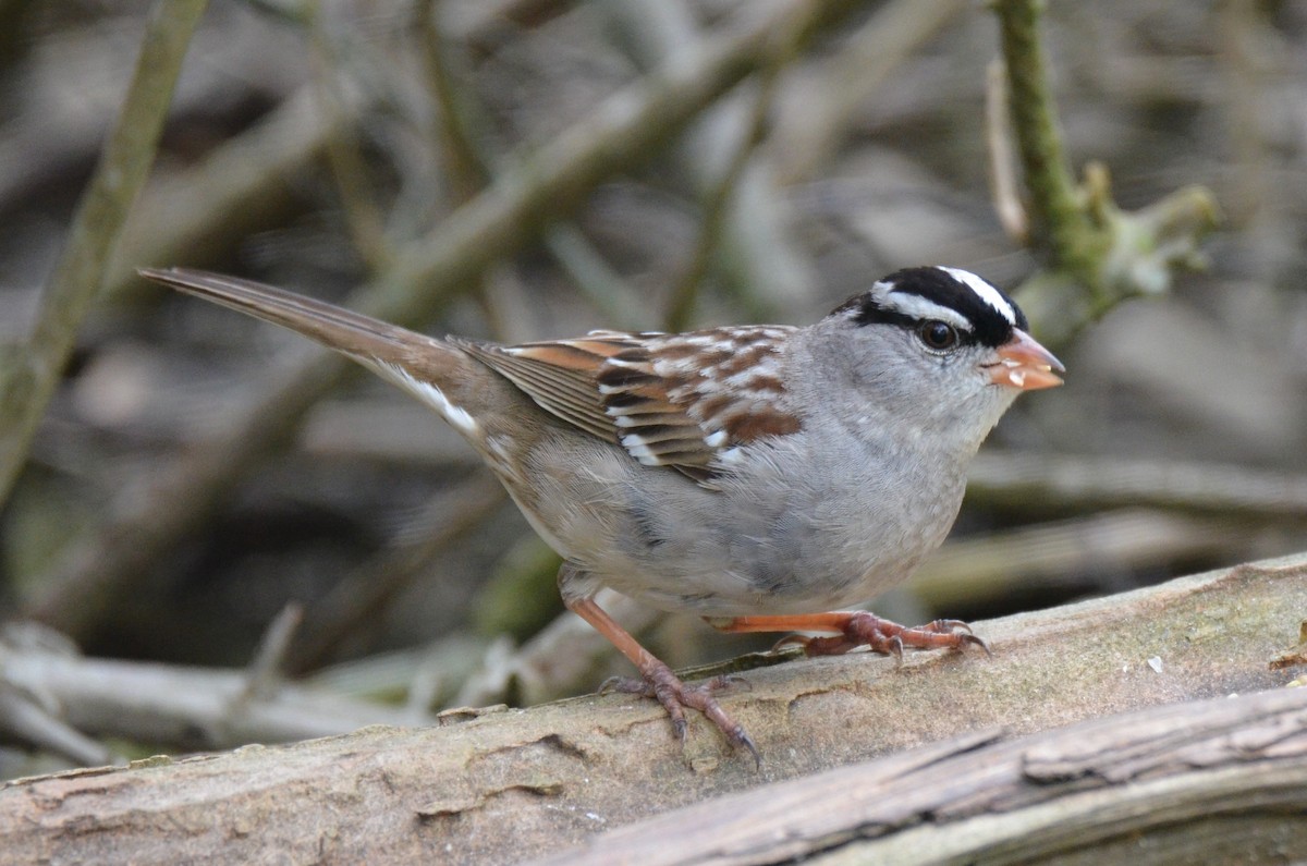 White-crowned Sparrow - Jeff Sexton