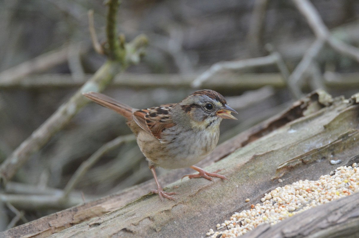 Swamp Sparrow - ML82232111