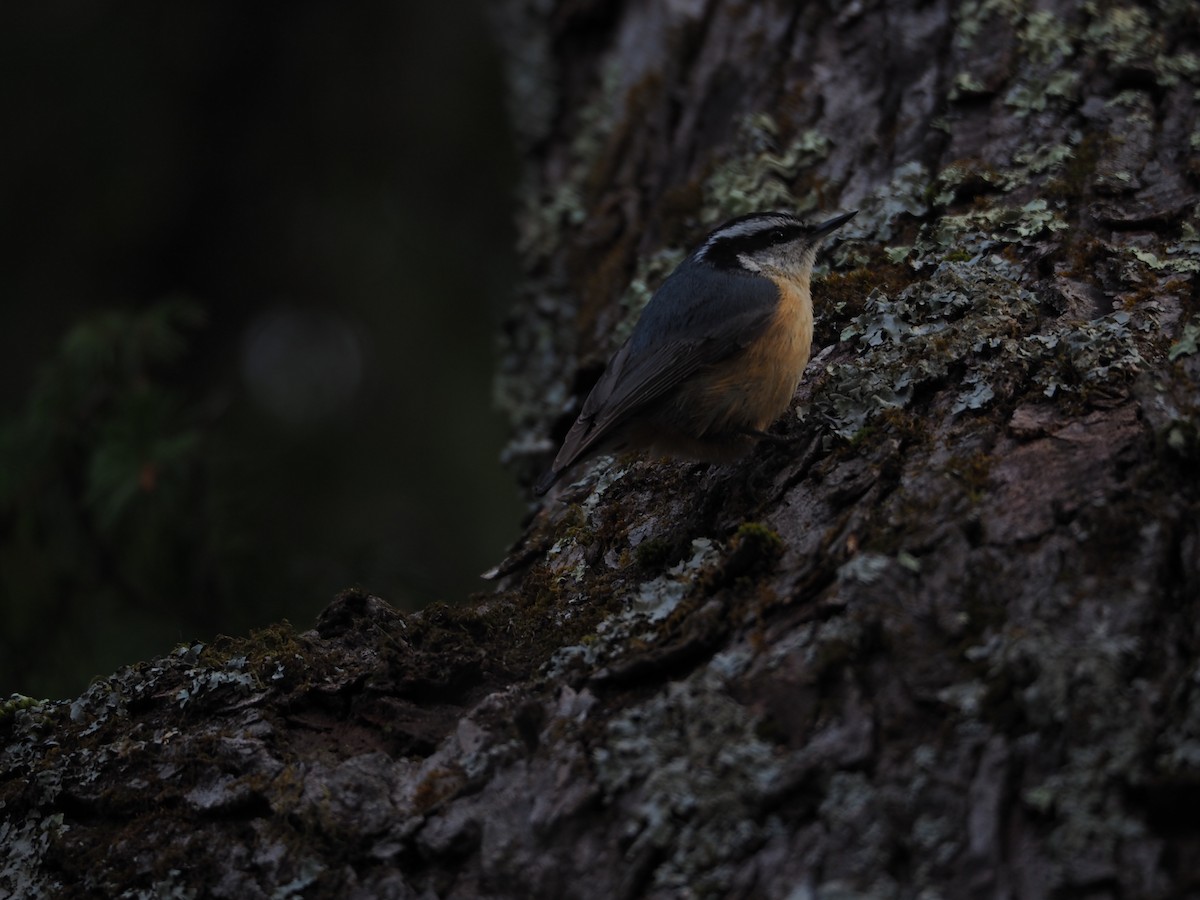 Red-breasted Nuthatch - Fleur  Hopper