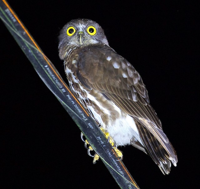 チョコレートアオバズク Ebird