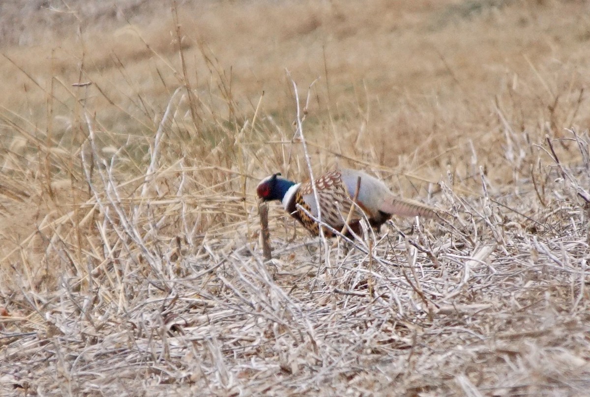 Ring-necked Pheasant - John Daniel