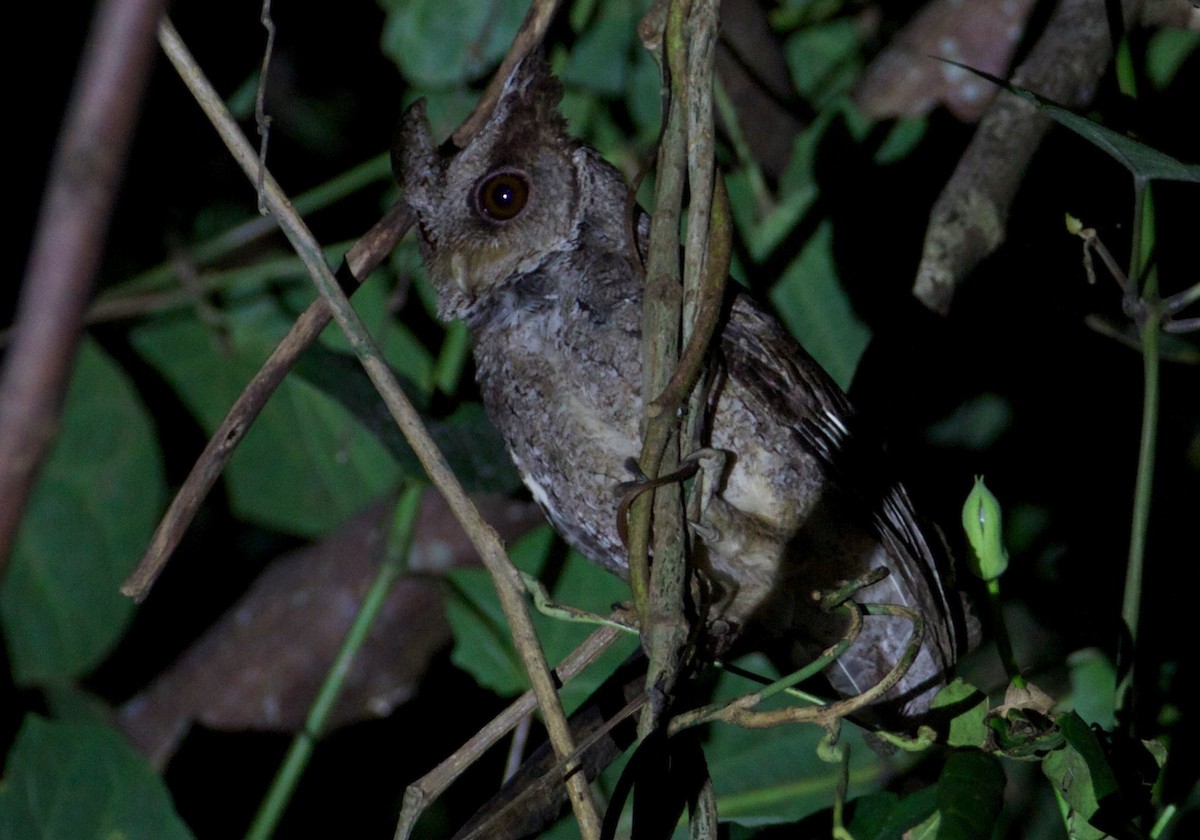 Philippine Scops-Owl - ML82236011