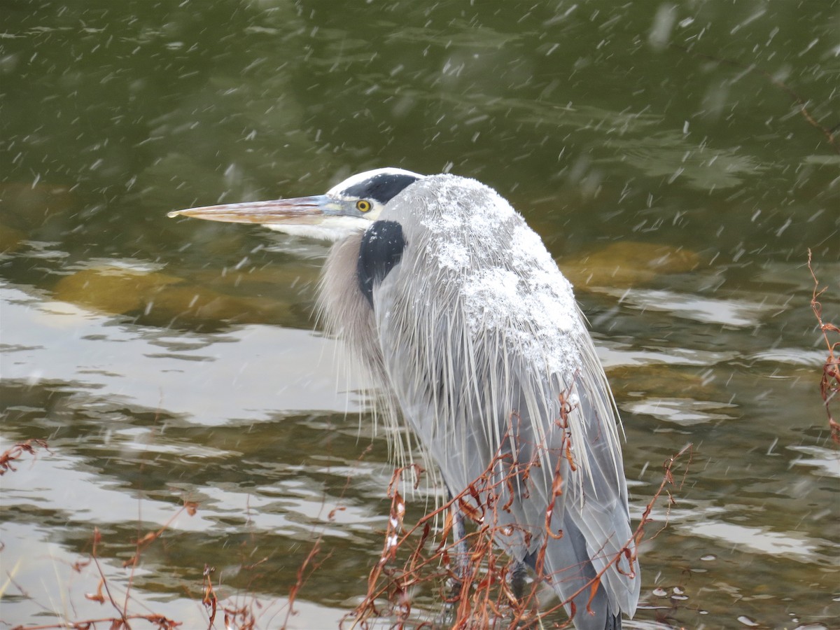 Great Blue Heron - Andrew Bell