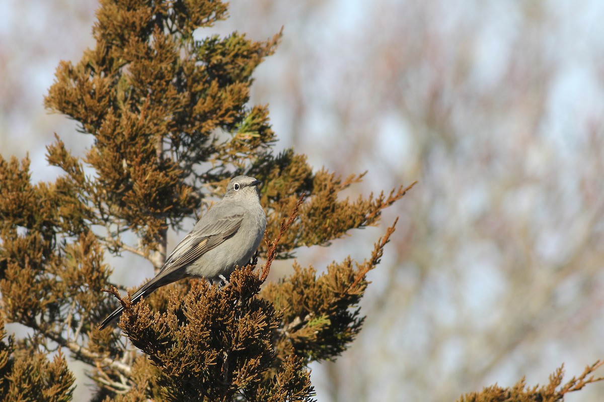 Townsend's Solitaire - Andy Eckerson