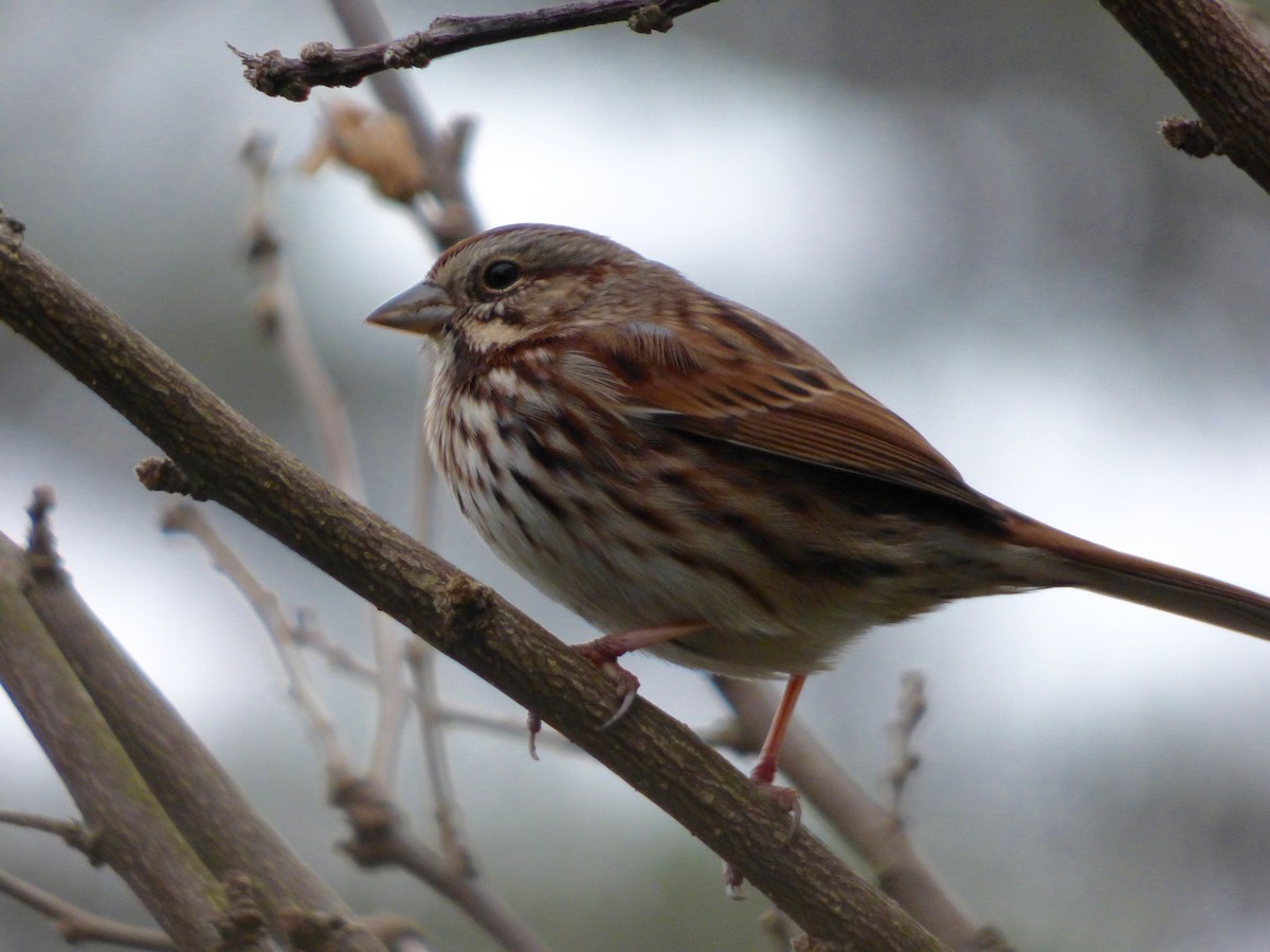 Song Sparrow - Kathy Spencer