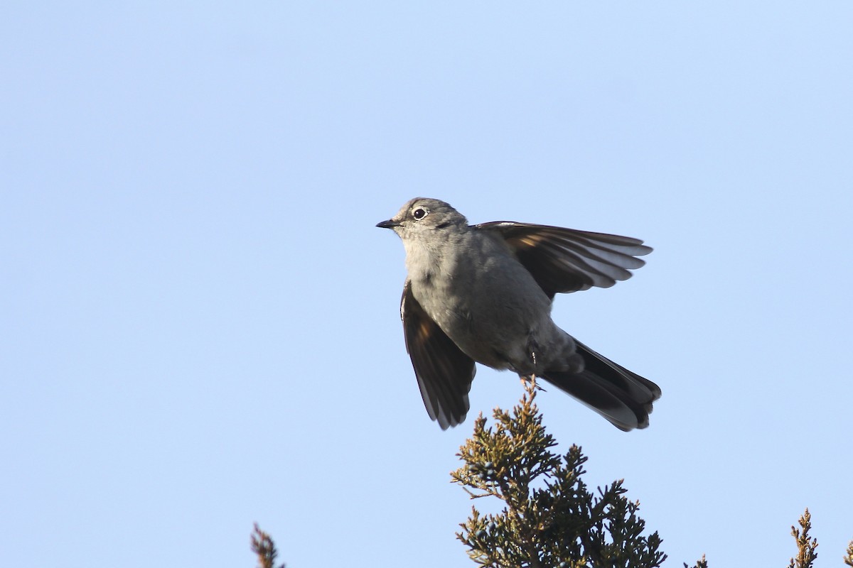 Townsend's Solitaire - Andy Eckerson