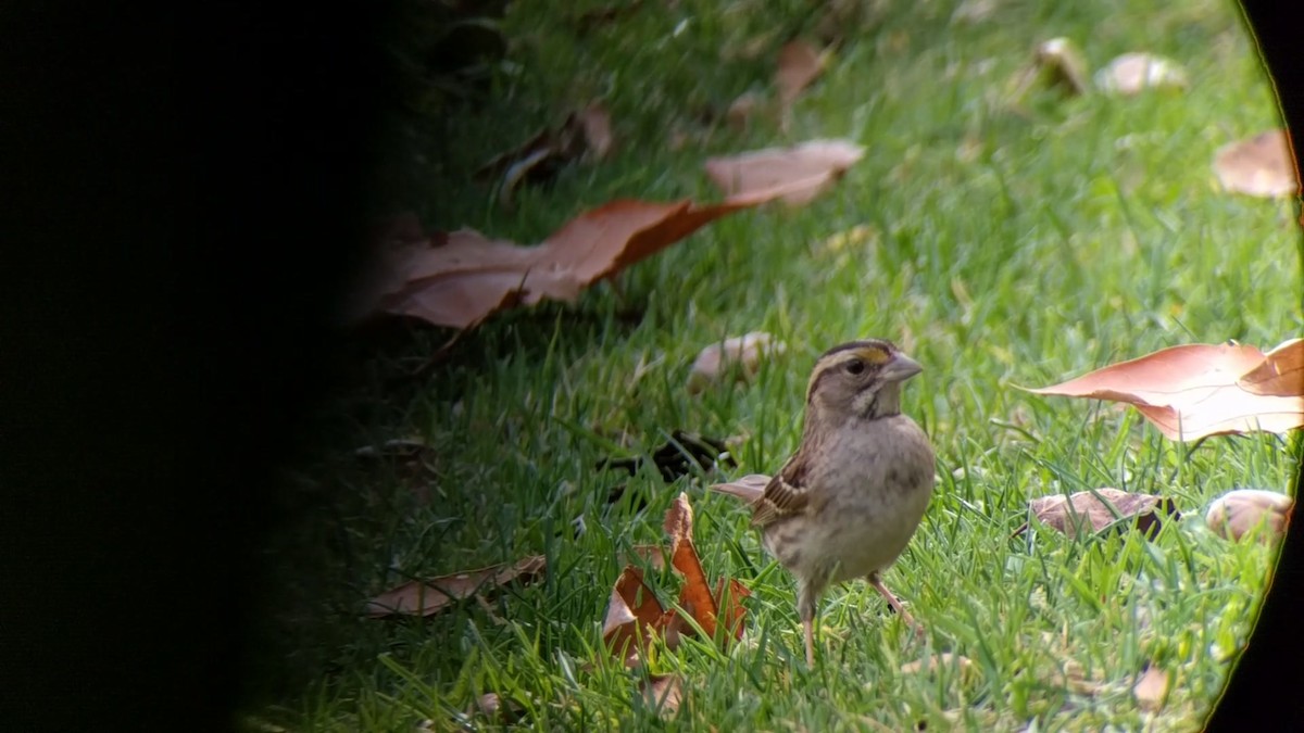 White-throated Sparrow - Steve Kajdasz