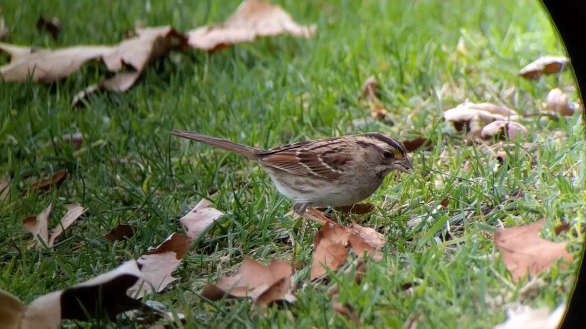 White-throated Sparrow - ML82242921