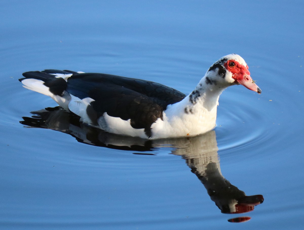 Muscovy Duck (Domestic type) - Roberta Blair