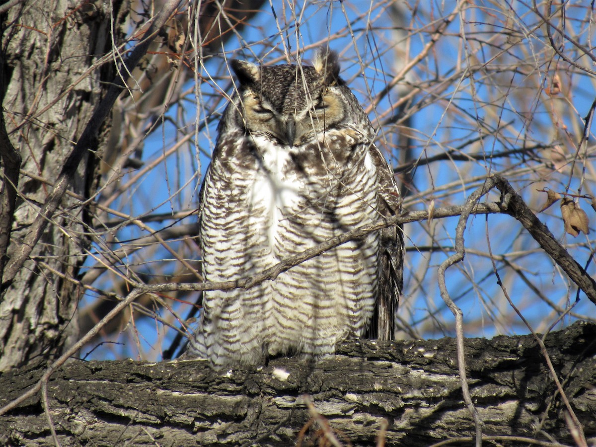 Great Horned Owl - ML82246361