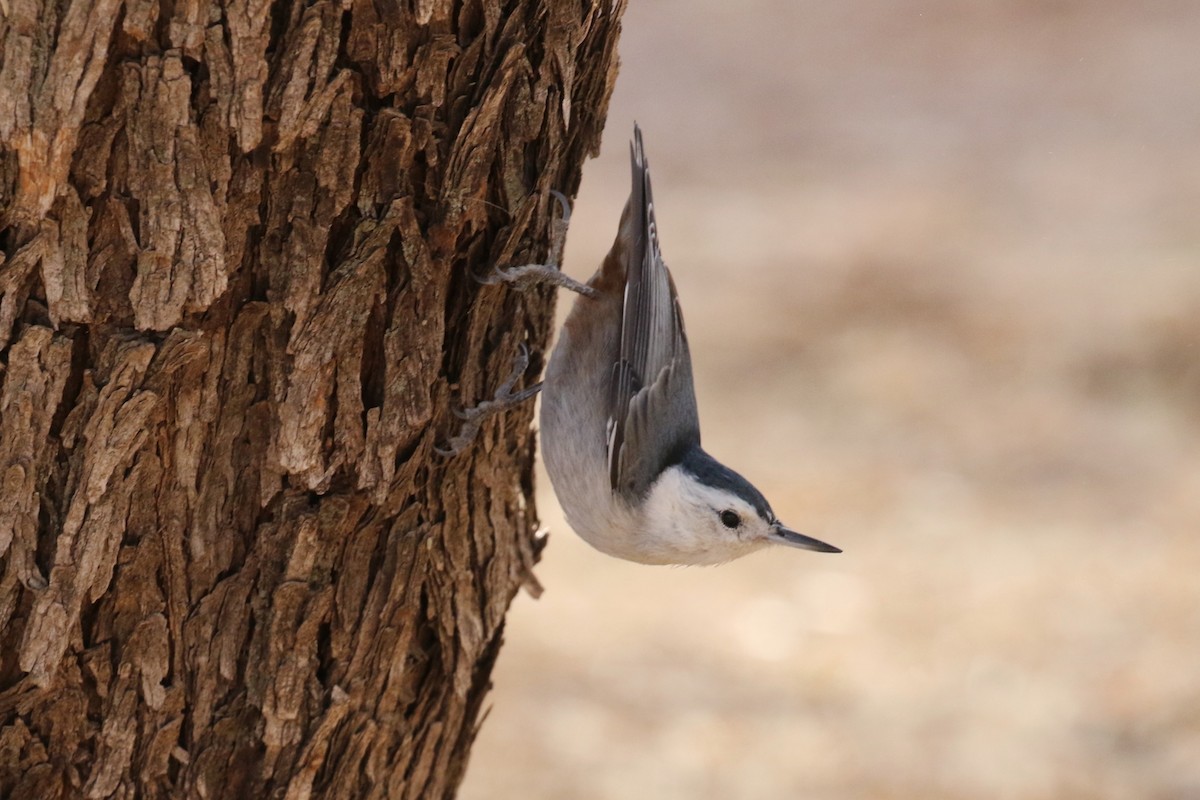 White-breasted Nuthatch - ML82248421