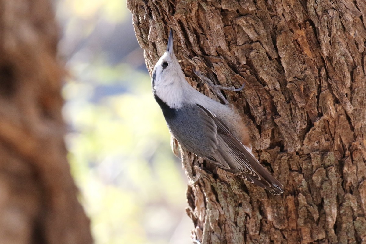 White-breasted Nuthatch - ML82248491