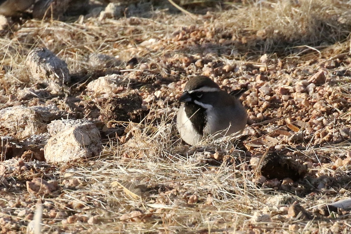 Black-throated Sparrow - ML82249191