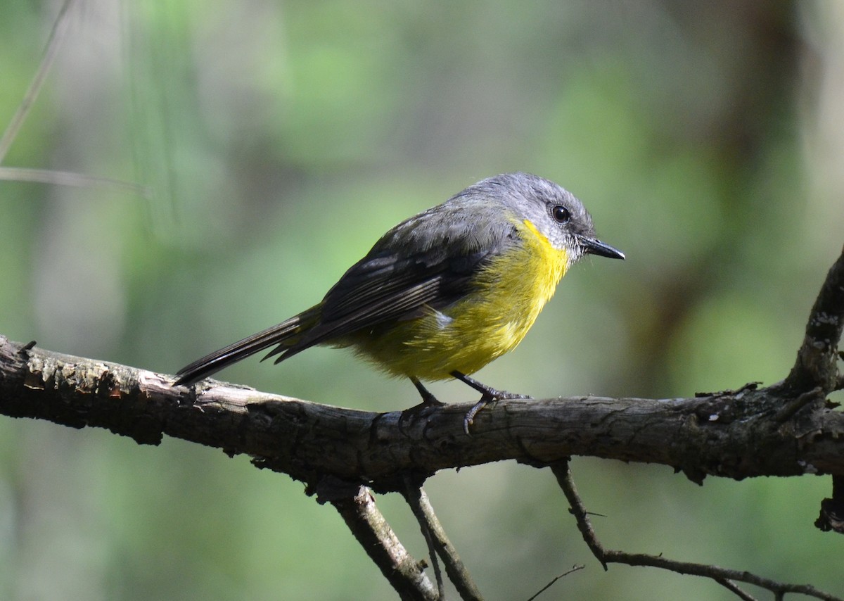 Eastern Yellow Robin - Bruce Wedderburn