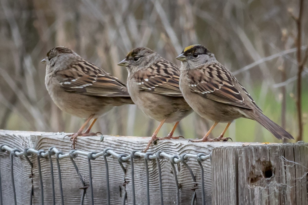 Golden-crowned Sparrow - ML82250731