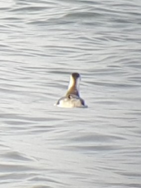 Red Phalarope - Ritch Lilly