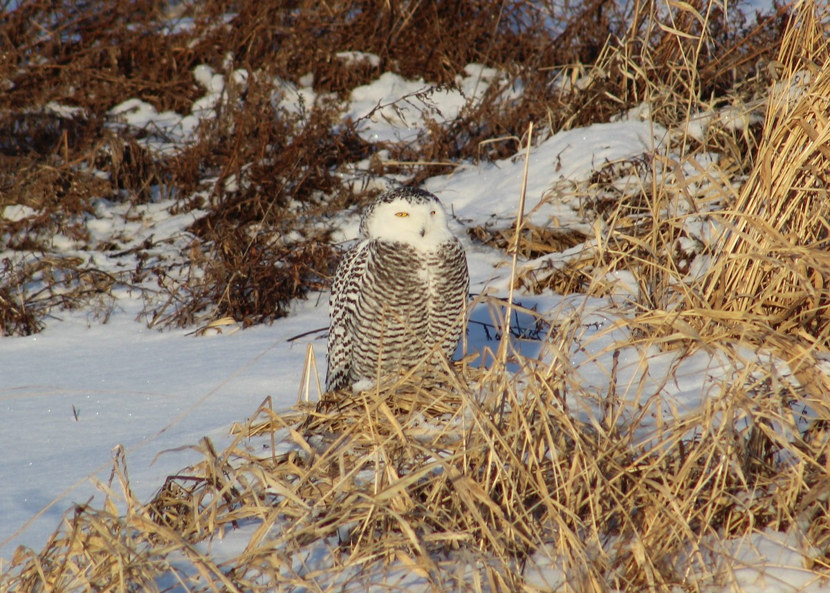 Snowy Owl - ML82257631