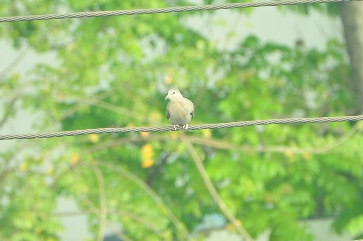 Ruddy Ground Dove - Suchithra Prabhu