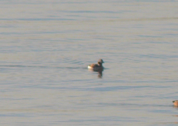 Long-tailed Duck - Ed Wallace