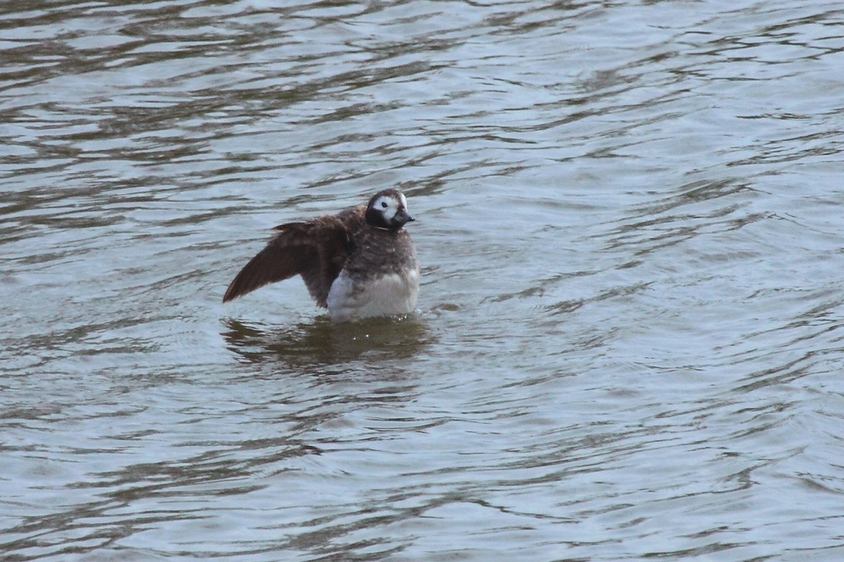 Long-tailed Duck - ML82259771