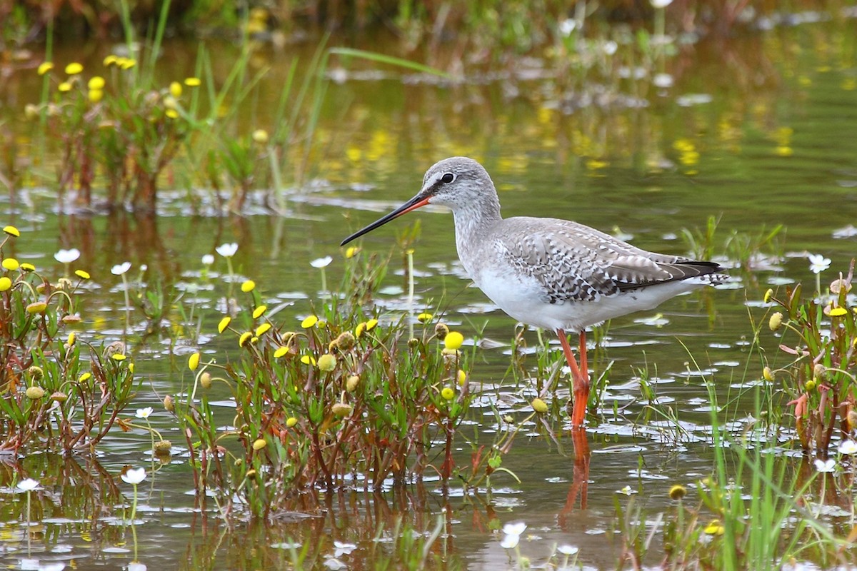 Spotted Redshank - António Gonçalves