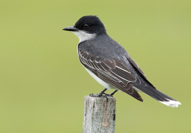 Appearance - Eastern Kingbird - Tyrannus tyrannus - Birds of the World