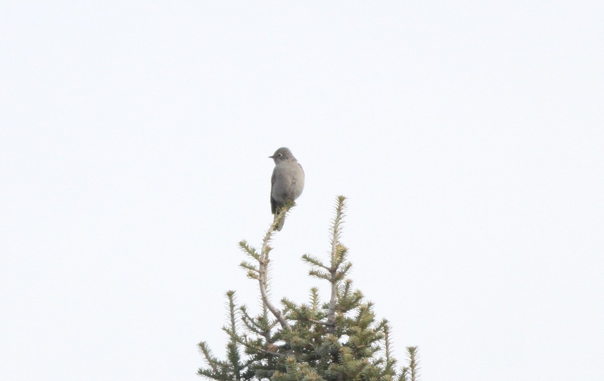 Townsend's Solitaire - ML82267491