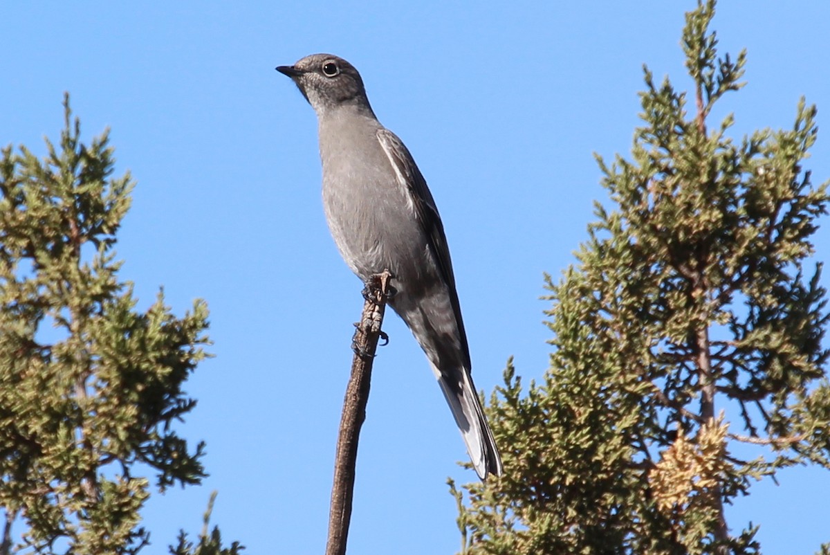 Townsend's Solitaire - sam hough
