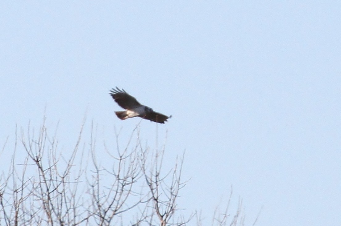 Red-tailed Hawk - ML82269831