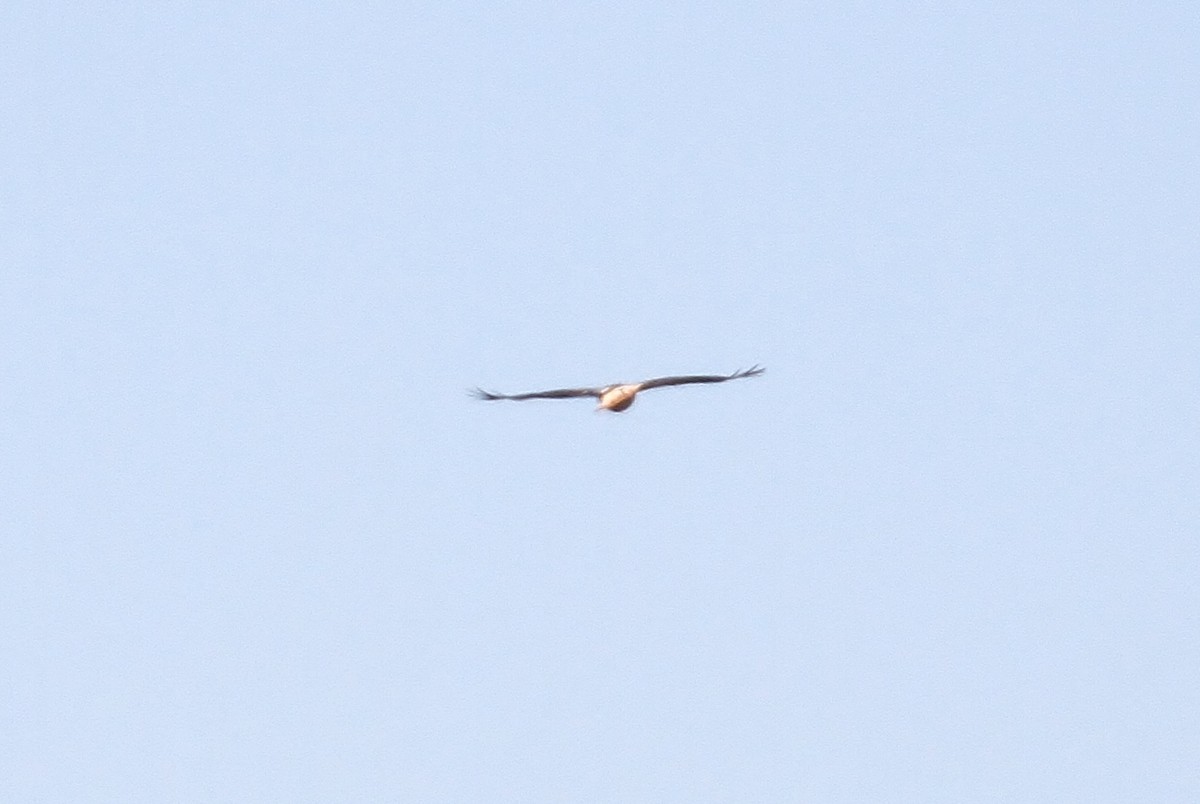 Red-tailed Hawk - ML82269841