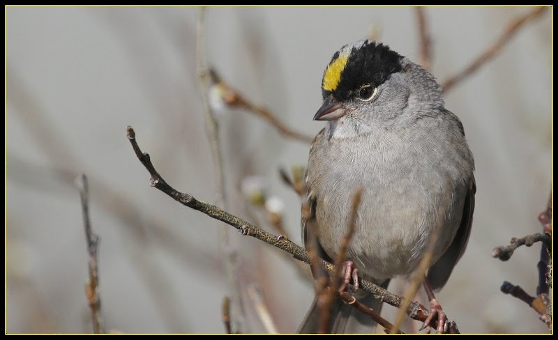 Golden-crowned Sparrow - ML82270021