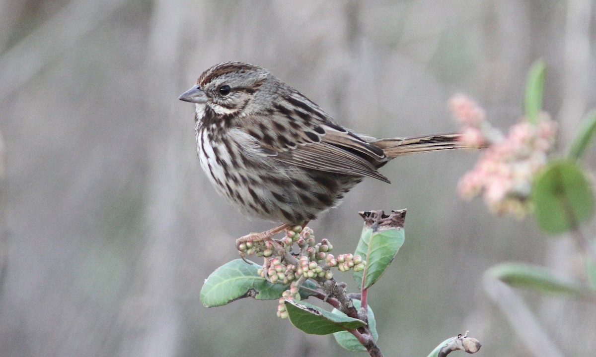Song Sparrow (heermanni Group) - Sean Fitzgerald