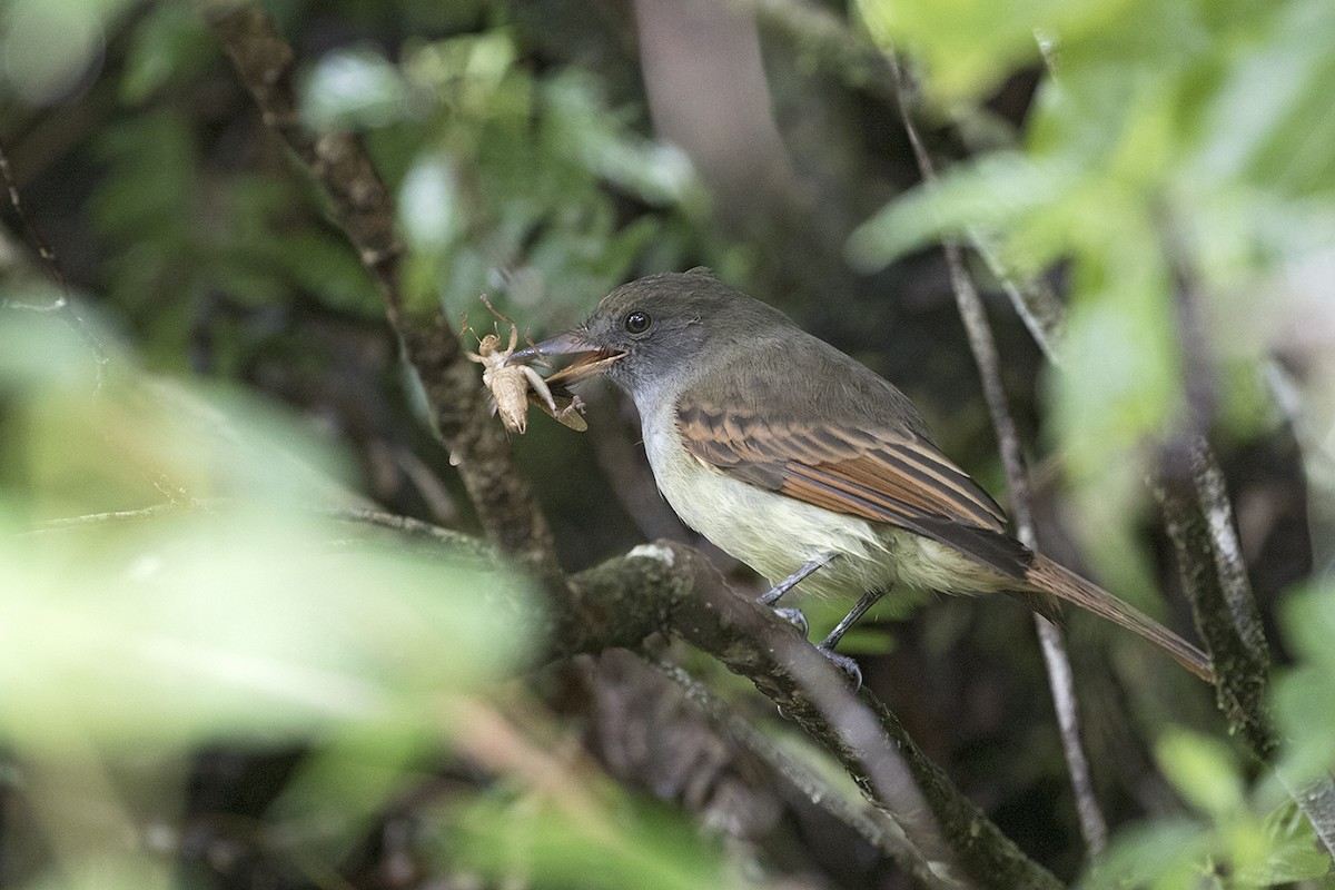Rufous-tailed Flycatcher - Charley Hesse TROPICAL BIRDING