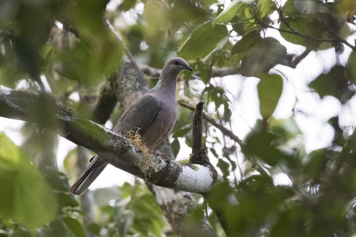 Ring-tailed Pigeon - Charley Hesse TROPICAL BIRDING