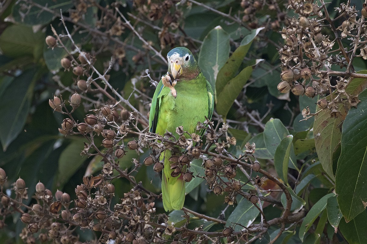 Yellow-billed Parrot - Charley Hesse TROPICAL BIRDING