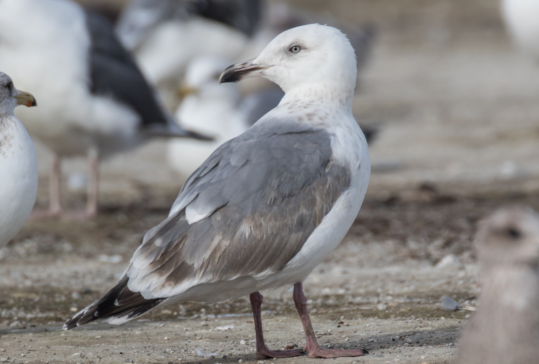 雑種 オオセグロカモメ ｘ ワシカモメ Ebird